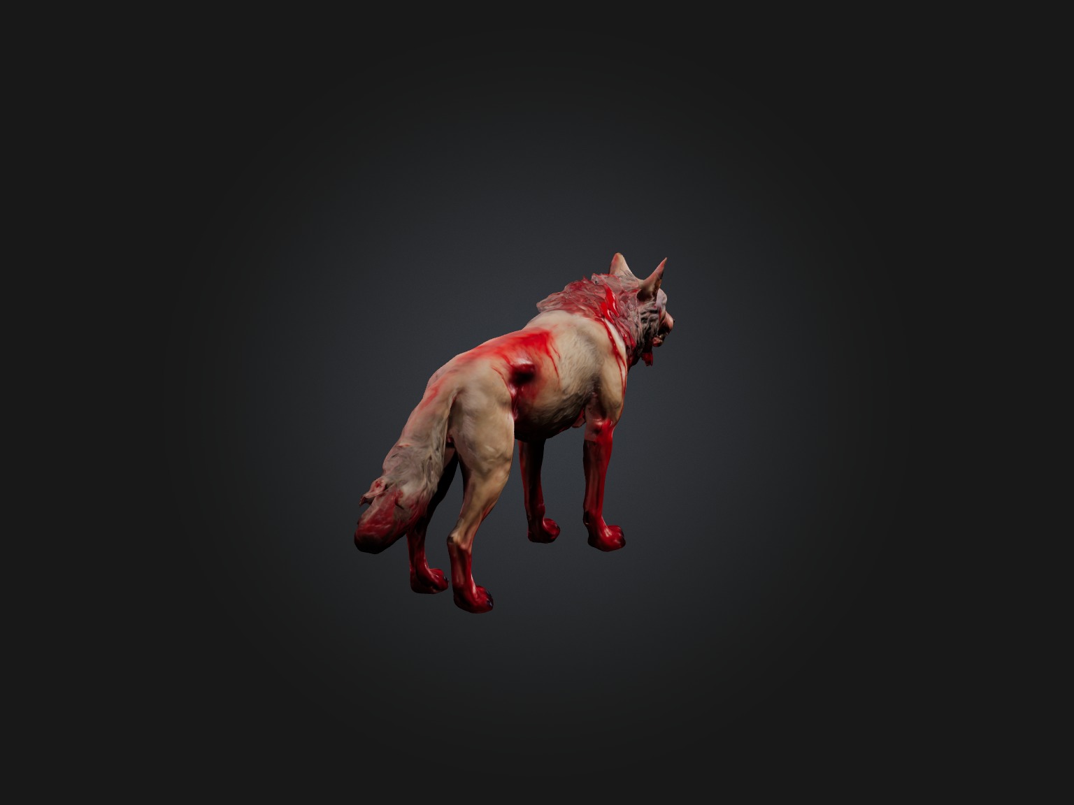Realistic Bleeding Wolf Model Low-poly 3D model_6