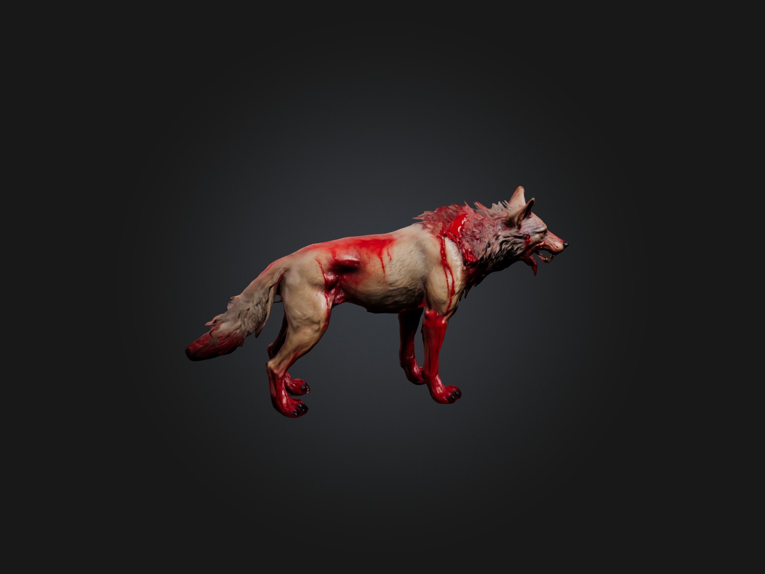 Realistic Bleeding Wolf Model Low-poly 3D model_4
