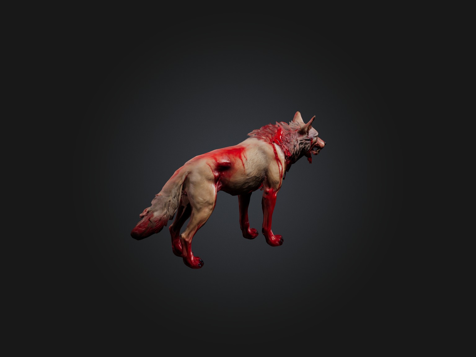 Realistic Bleeding Wolf Model Low-poly 3D model_5