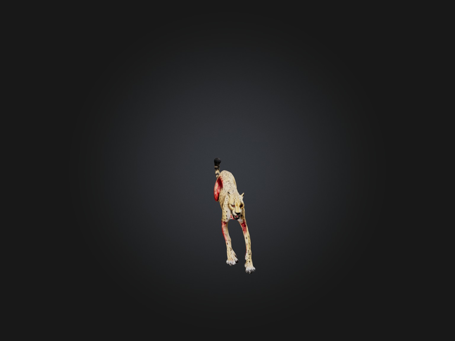 Realistic Bleeding Cheetah Model Low-poly 3D model_3