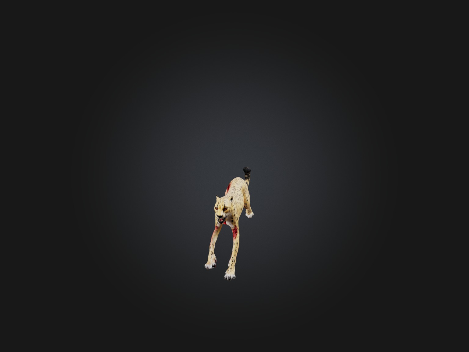 Realistic Bleeding Cheetah Model Low-poly 3D model_1