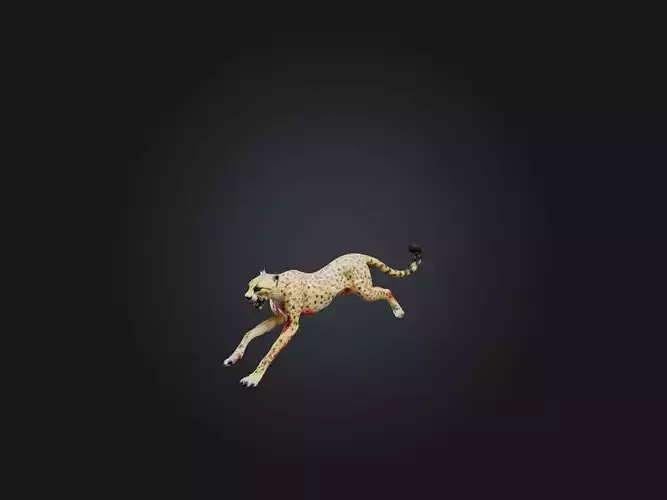 Realistic Bleeding Cheetah Model Low-poly 3D model