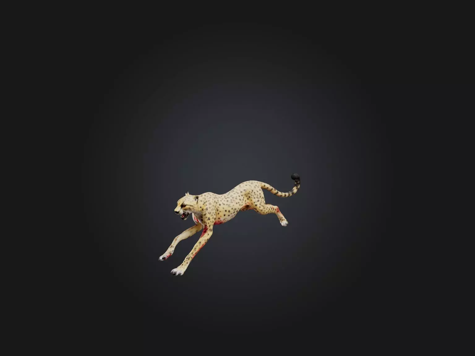 Realistic Bleeding Cheetah Model Low-poly 3D model_0