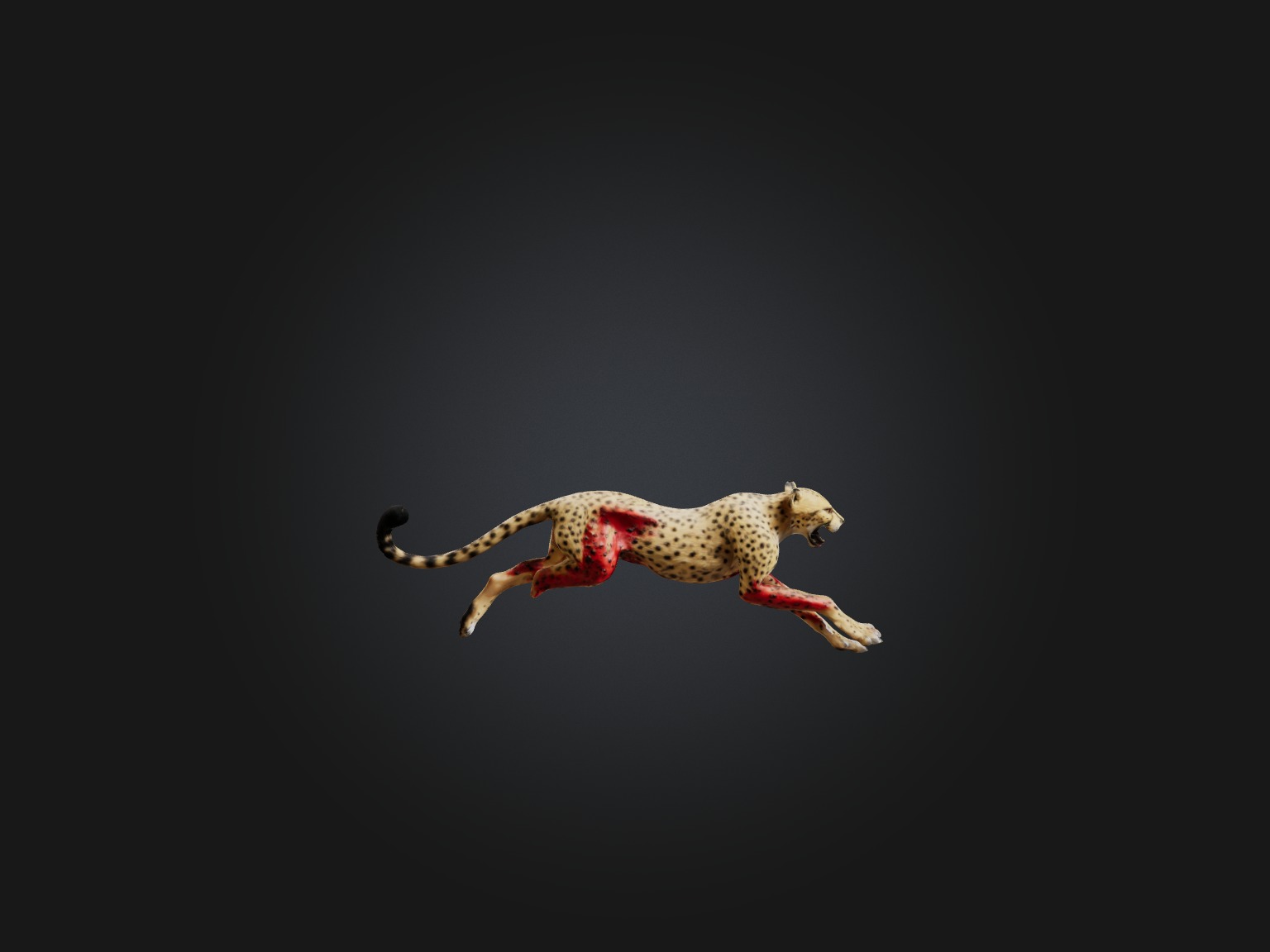 Realistic Bleeding Cheetah Model Low-poly 3D model_7