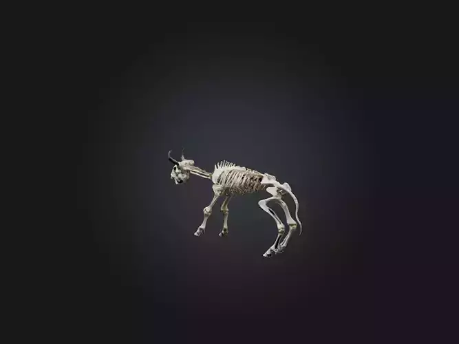 Realistic Bison Skeleton Model