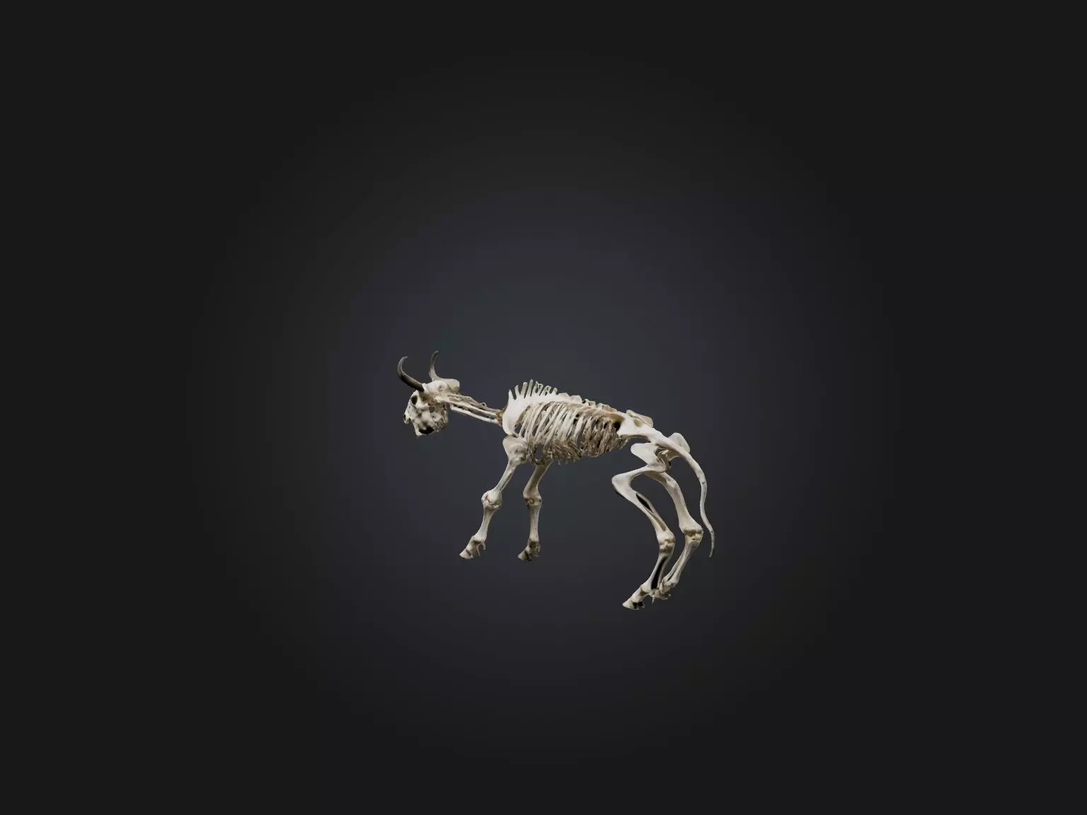 Realistic Bison Skeleton Model Low-poly 3D model_0