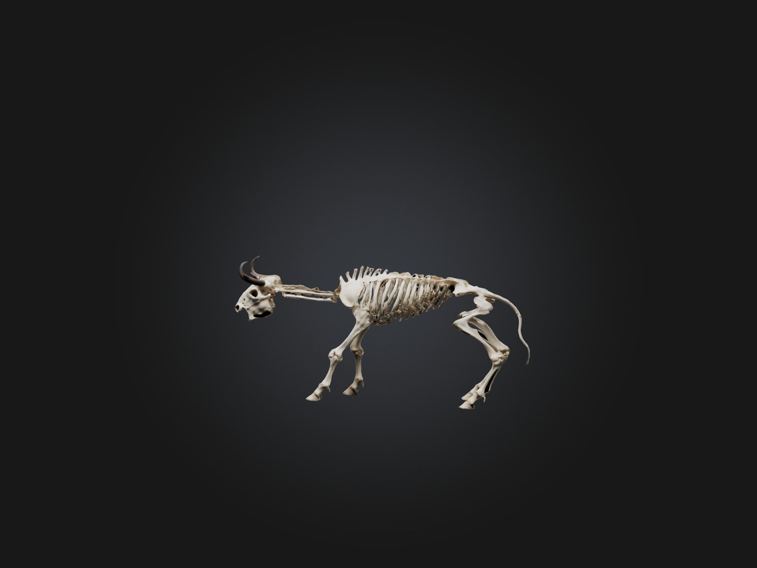 Realistic Bison Skeleton Model Low-poly 3D model_3