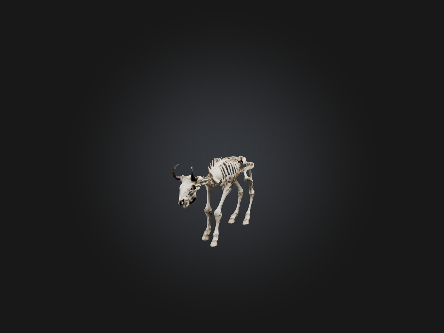 Realistic Bison Skeleton Model Low-poly 3D model_6