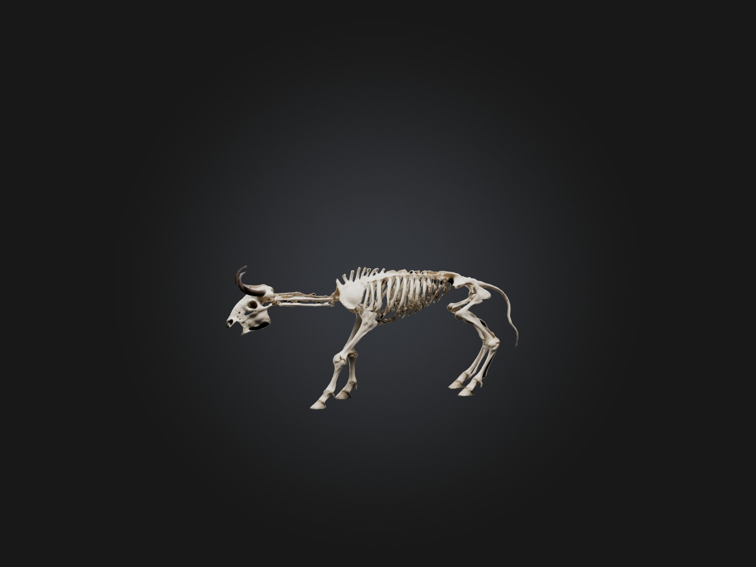 Realistic Bison Skeleton Model Low-poly 3D model_4