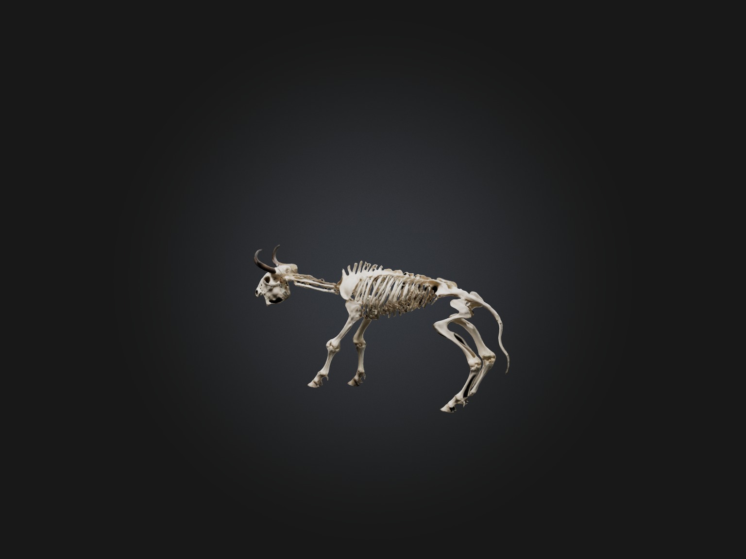 Realistic Bison Skeleton Model Low-poly 3D model_1