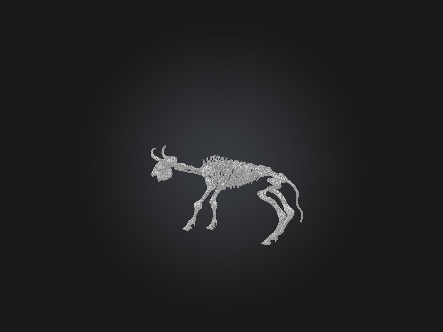 Realistic Bison Skeleton Model Low-poly 3D model_2
