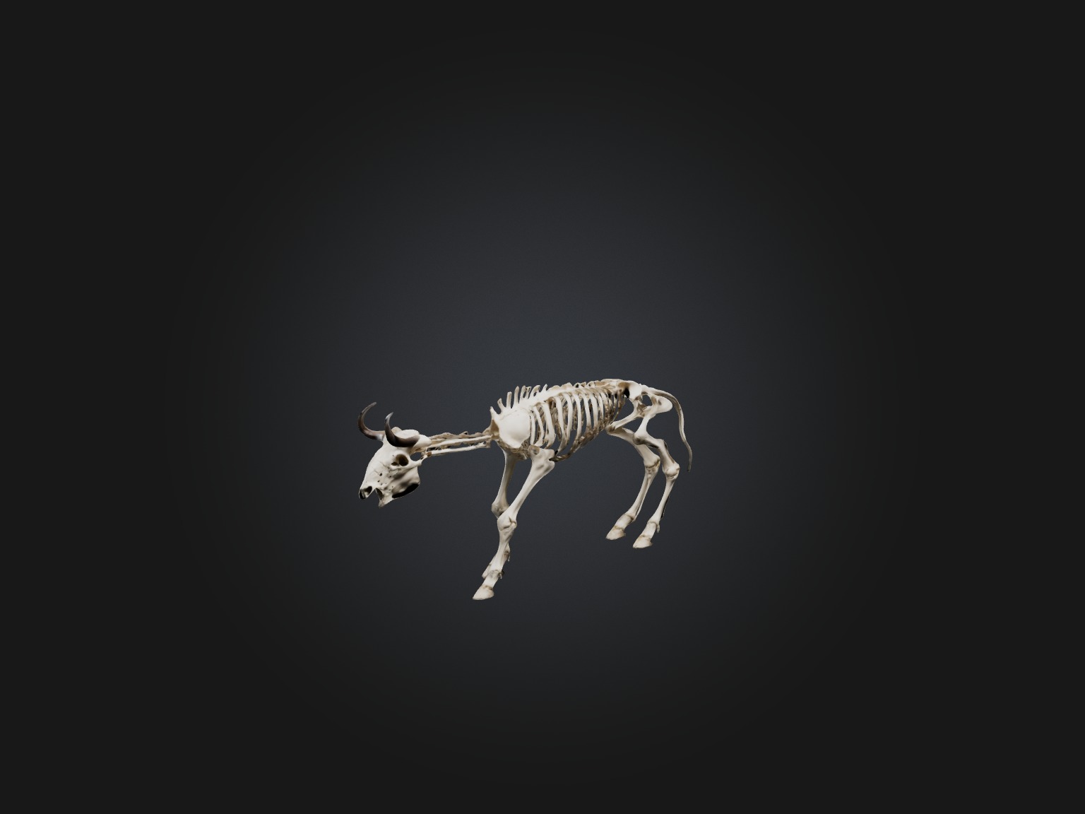 Realistic Bison Skeleton Model Low-poly 3D model_5