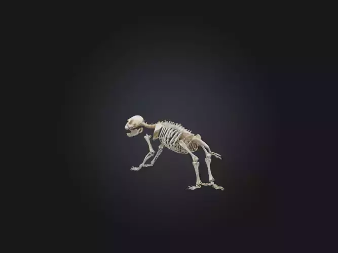 Realistic Bear Skeleton Model Low-poly 3D model