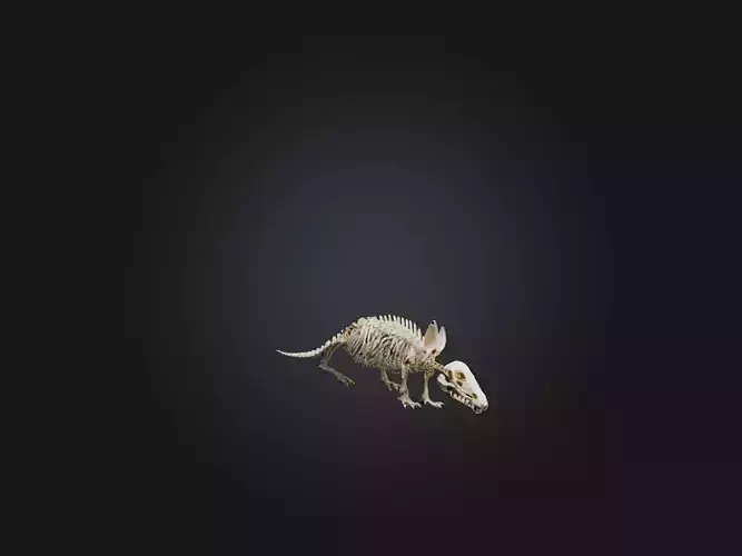 Realistic Armadillo Skeleton Model Low-poly 3D model