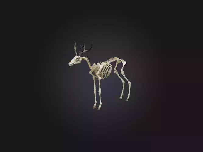 Realistic Antelope Skeleton Model