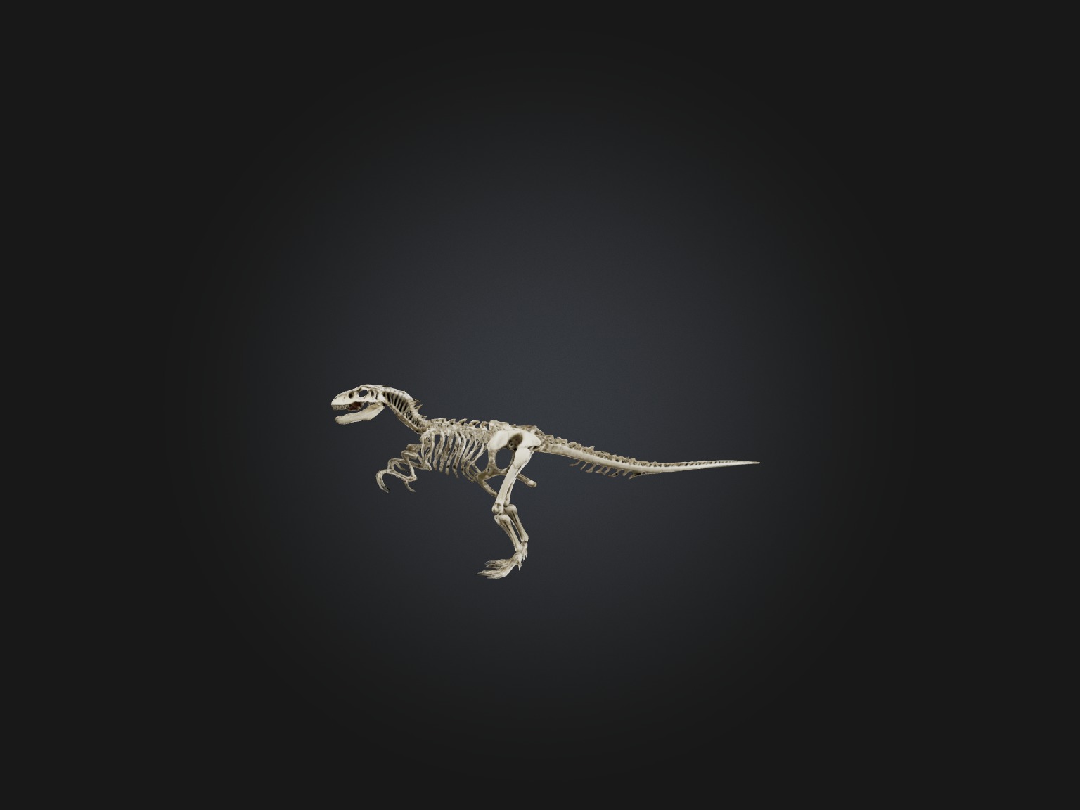 Realistic Allosaurus Skeleton Model Low-poly 3D model_7
