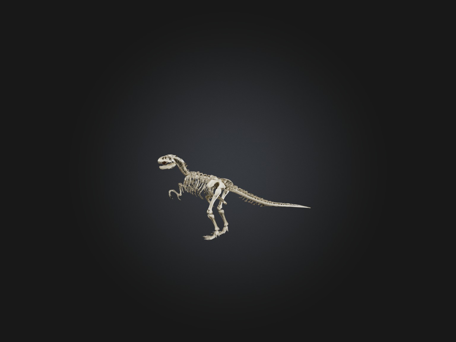 Realistic Allosaurus Skeleton Model Low-poly 3D model_6