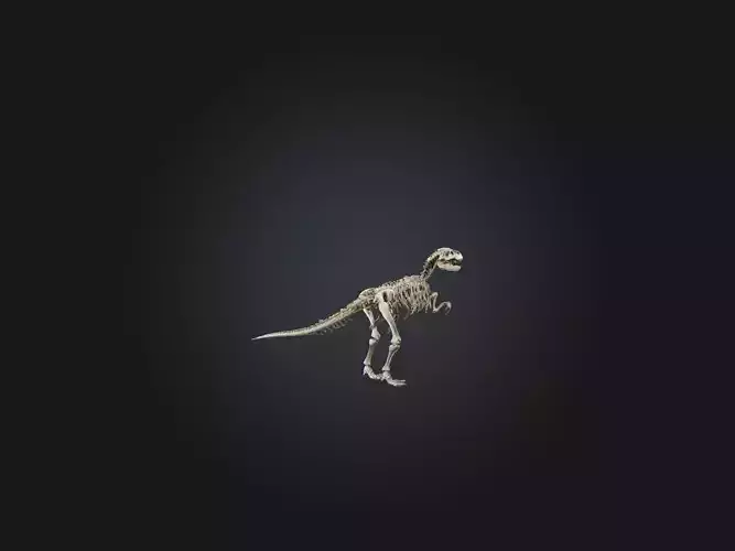 Realistic Allosaurus Skeleton Model
