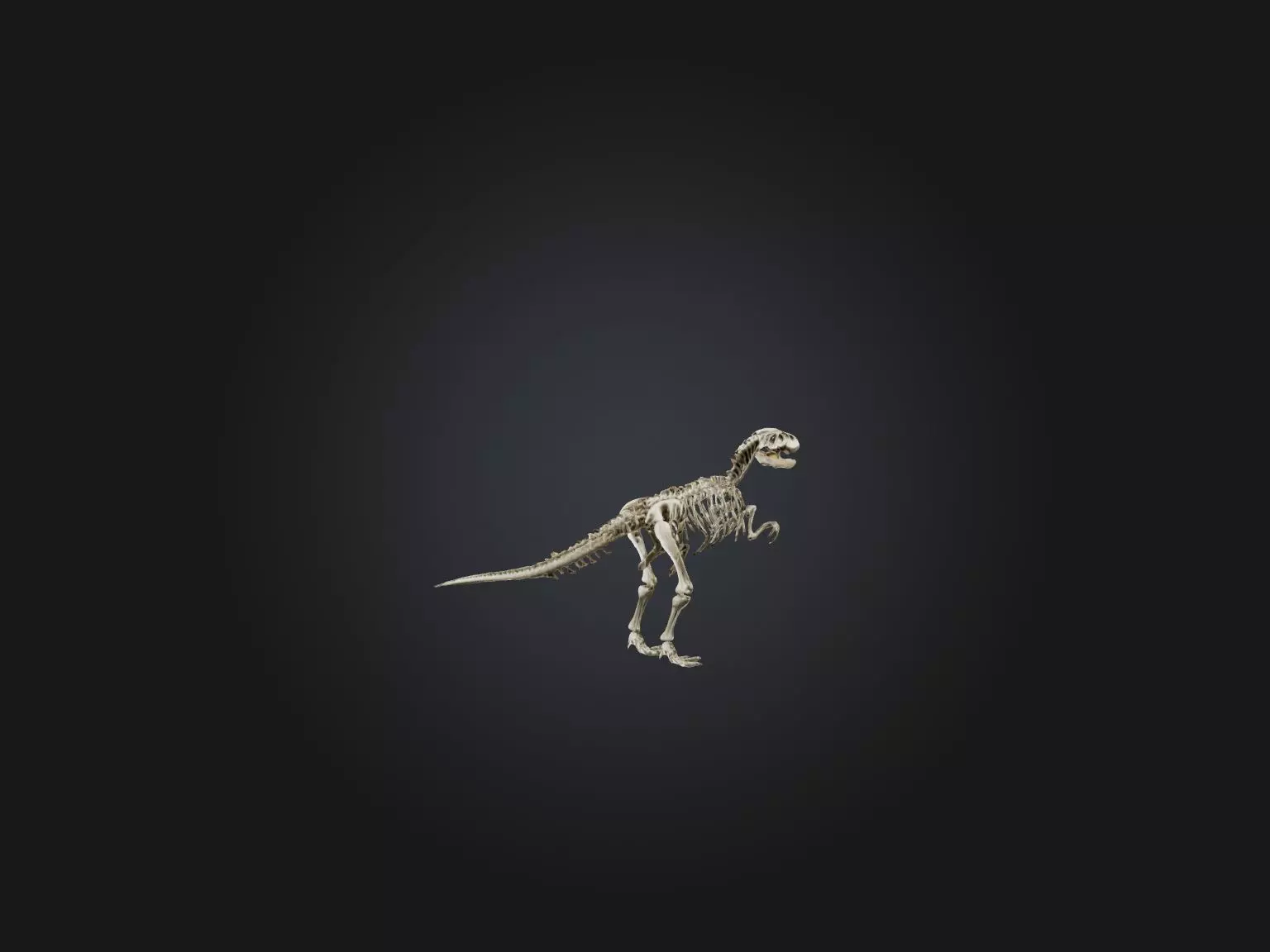 Realistic Allosaurus Skeleton Model Low-poly 3D model_0
