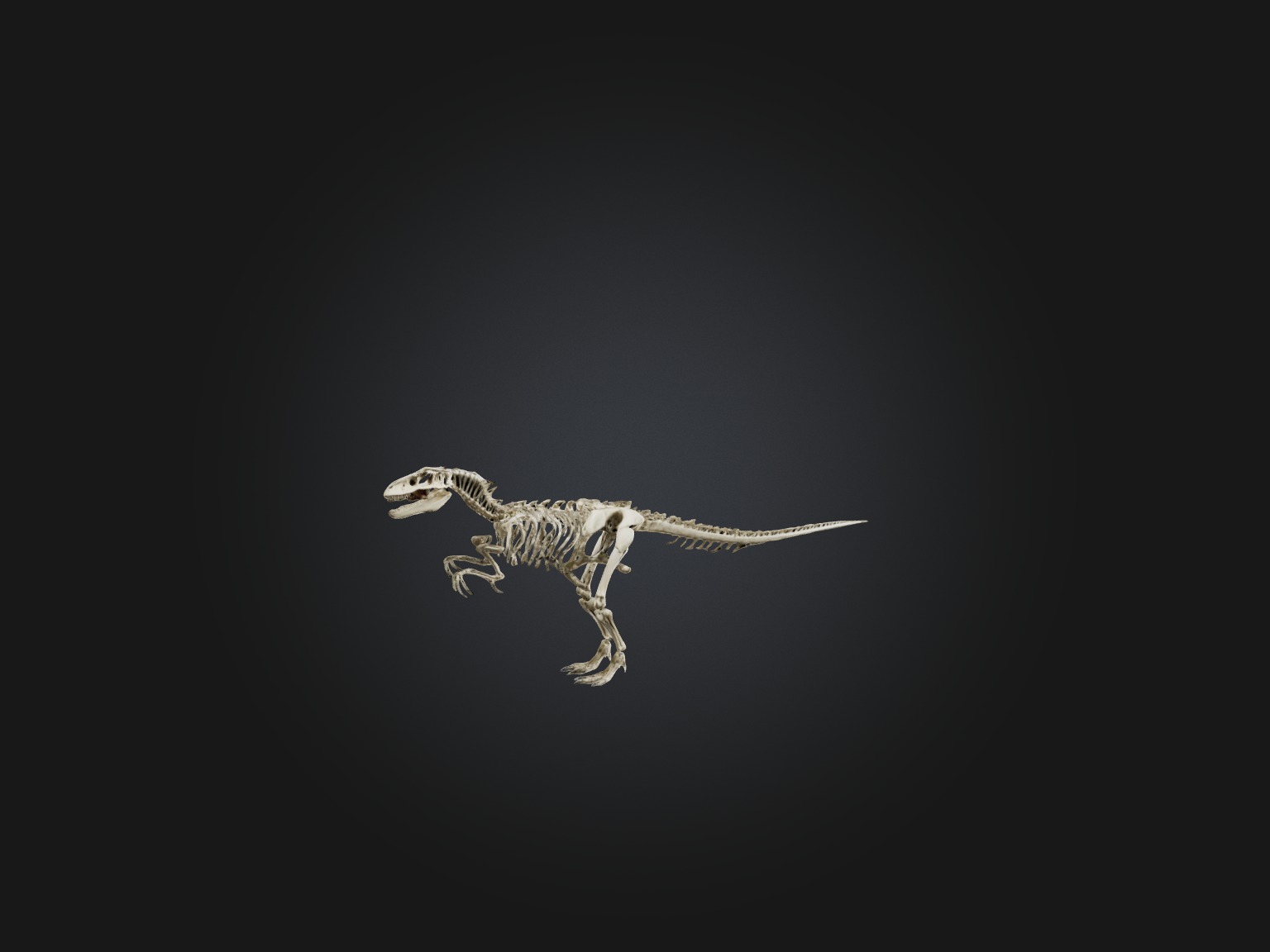 Realistic Allosaurus Skeleton Model Low-poly 3D model_8