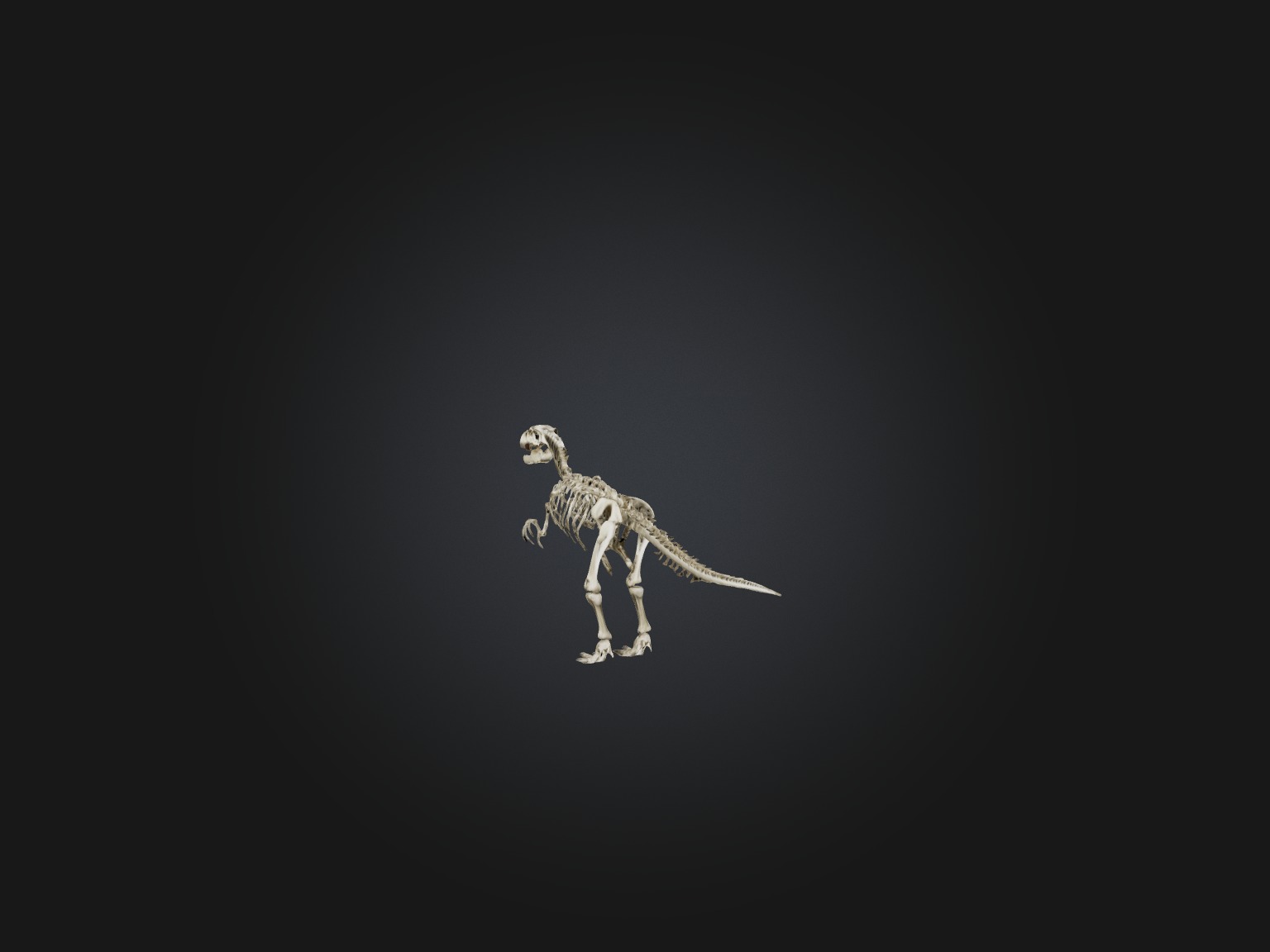 Realistic Allosaurus Skeleton Model Low-poly 3D model_5