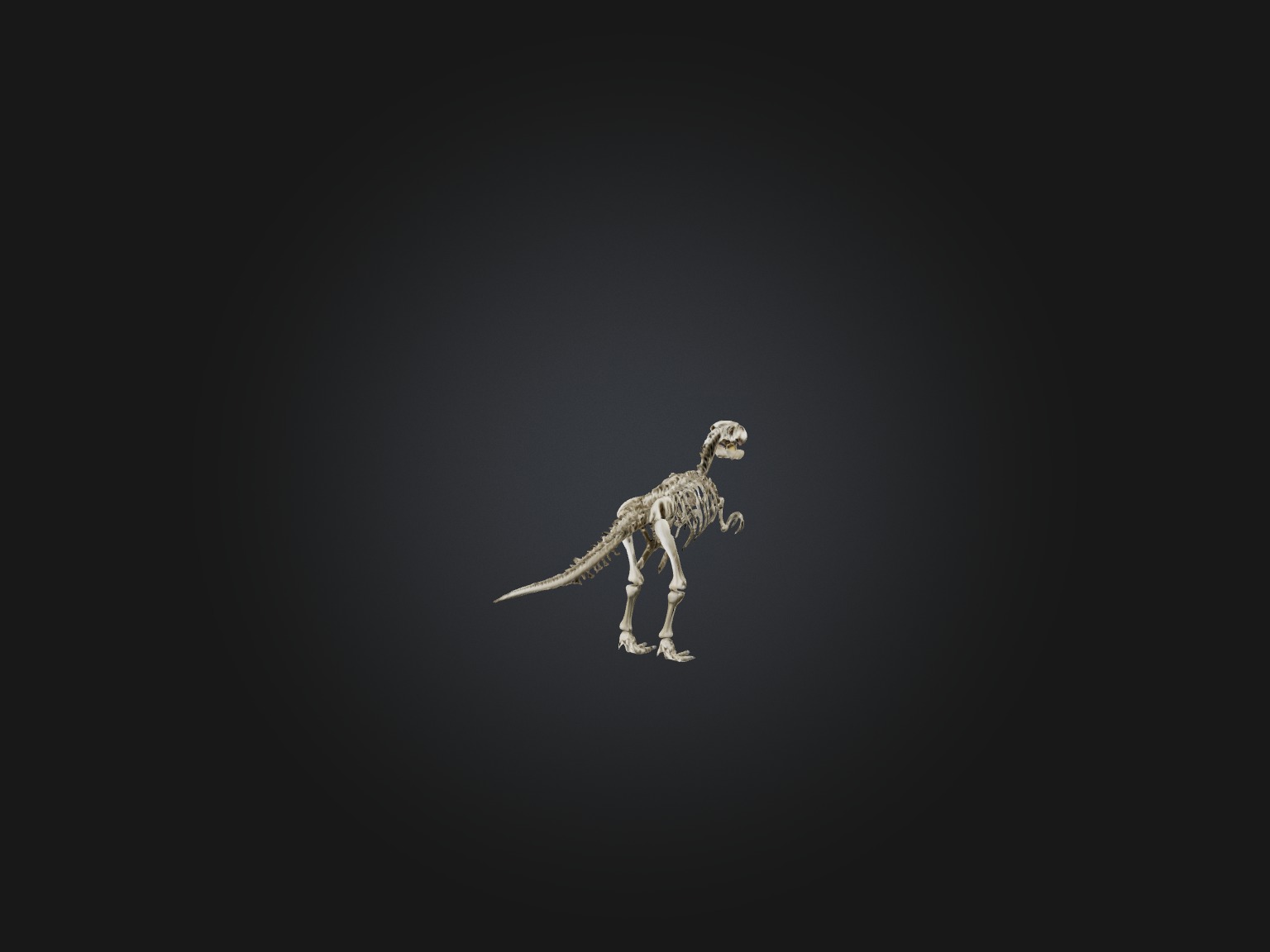 Realistic Allosaurus Skeleton Model Low-poly 3D model_1