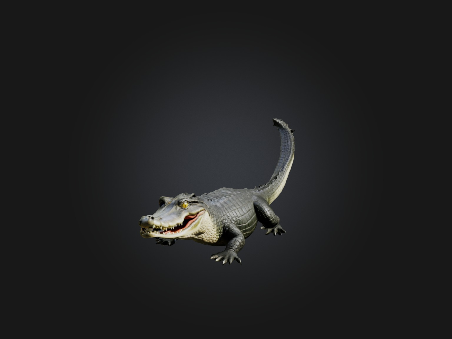 Realistic Alligator Model Low-poly 3D model_5