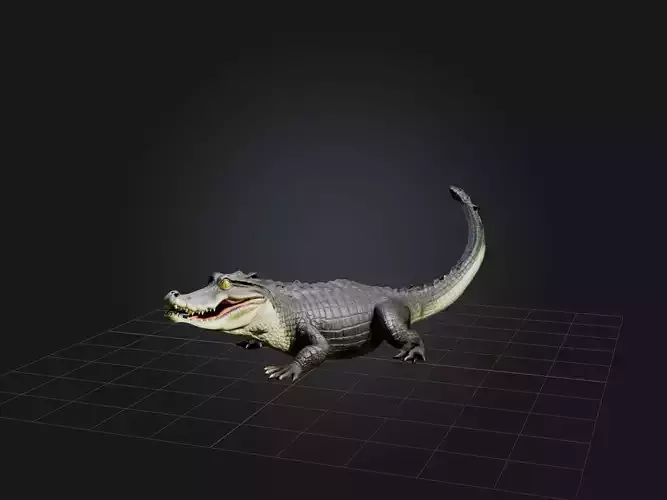 Realistic Alligator Model