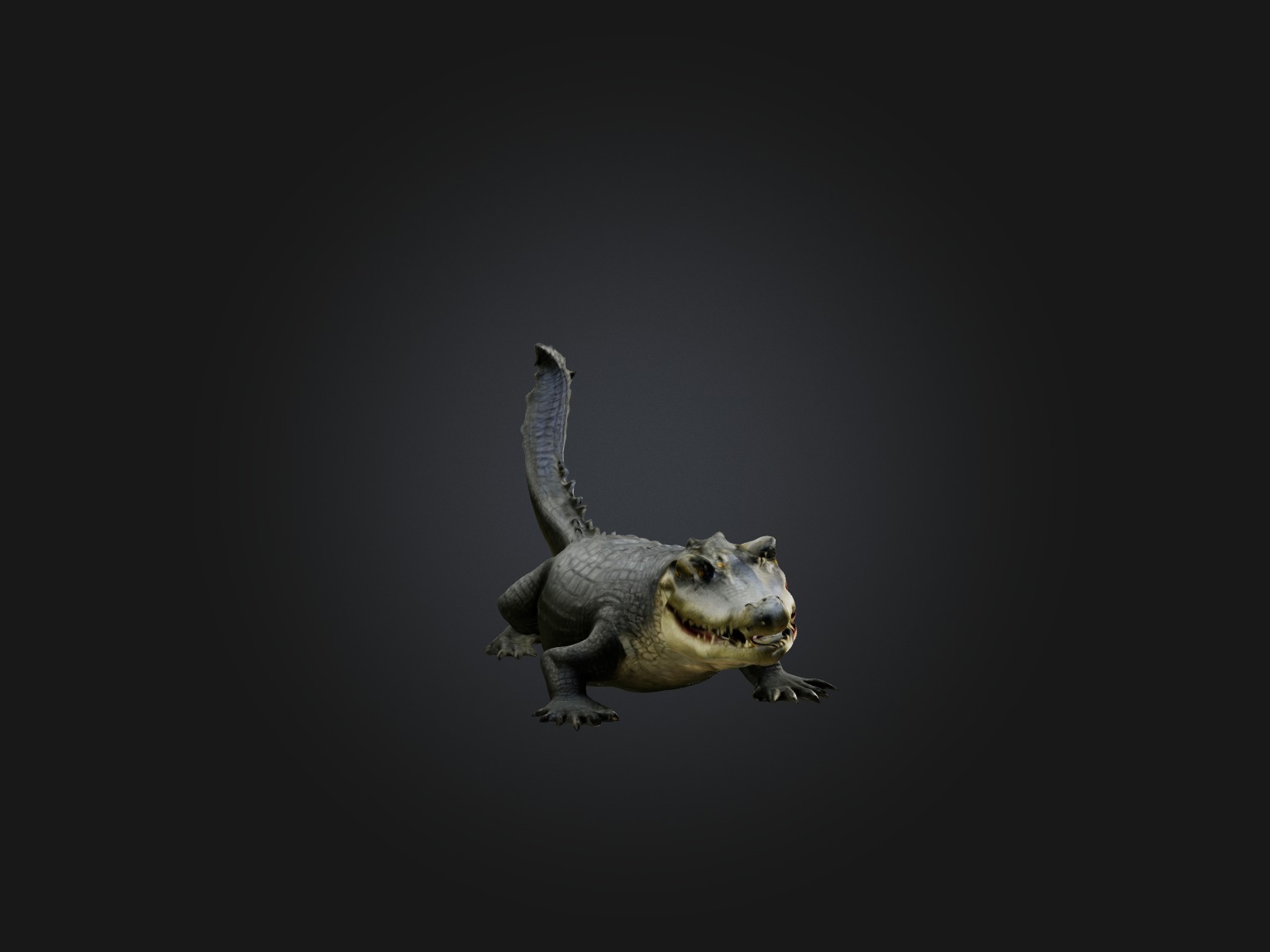 Realistic Alligator Model Low-poly 3D model_4