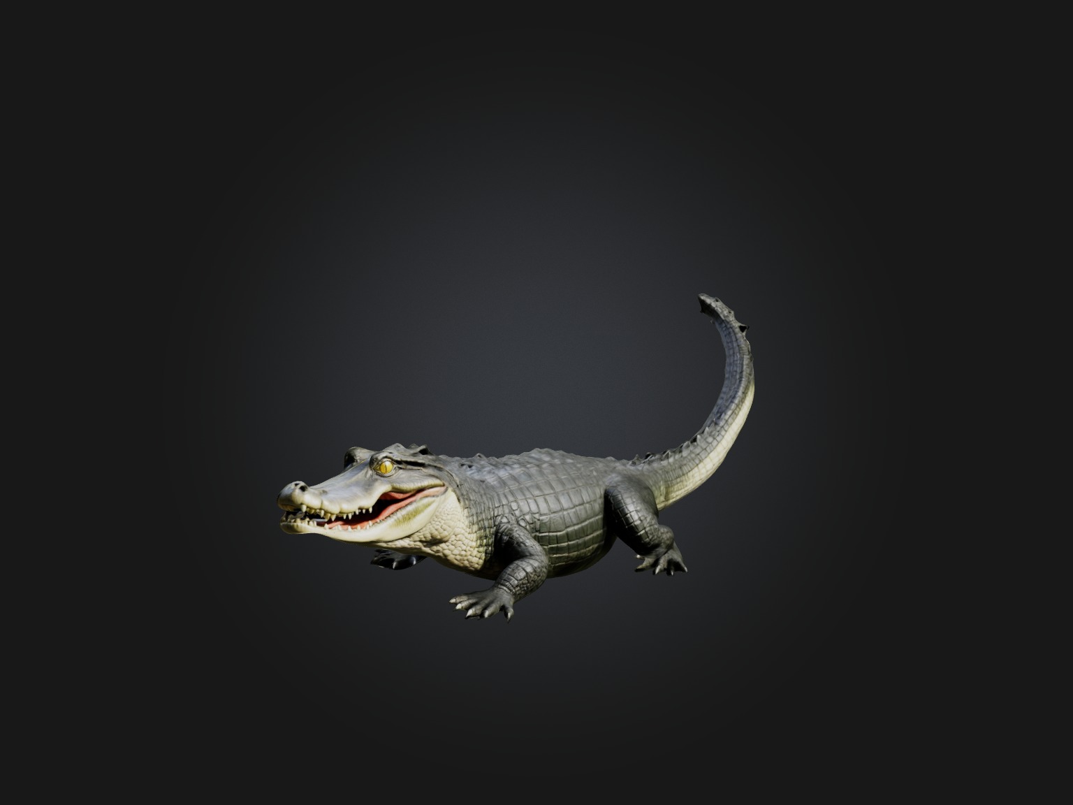 Realistic Alligator Model Low-poly 3D model_3
