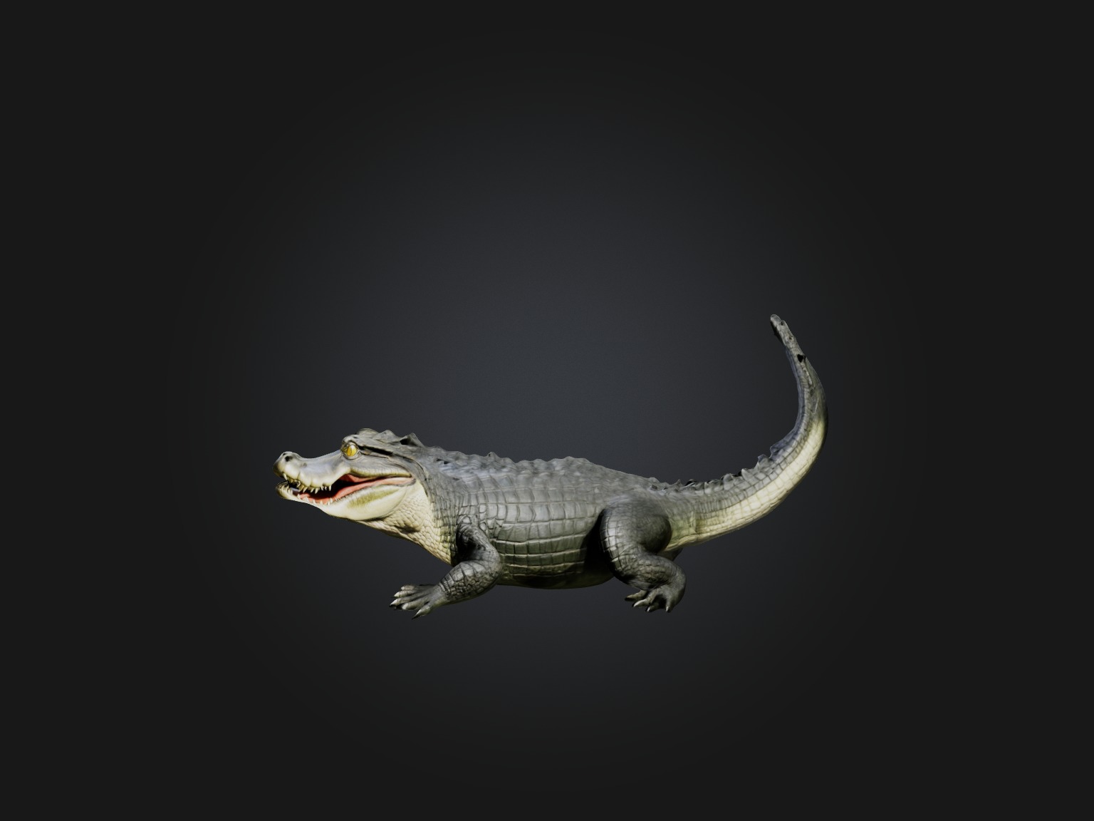 Realistic Alligator Model Low-poly 3D model_1