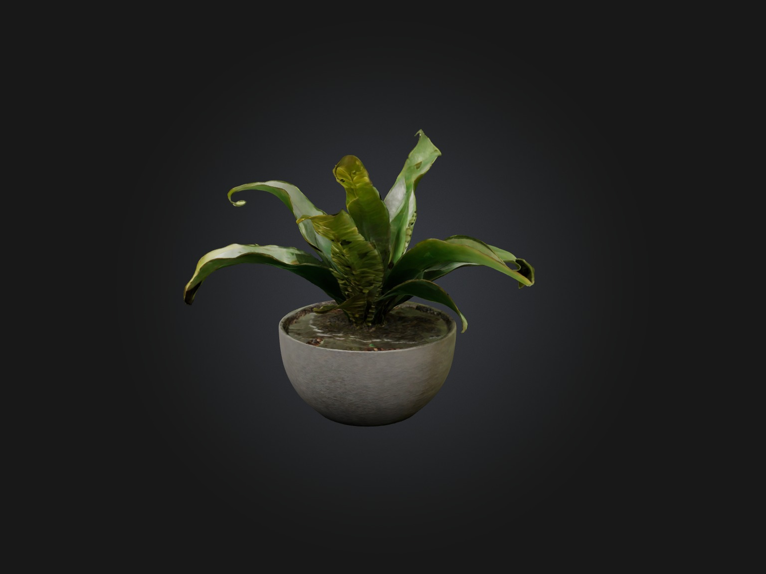 Rattlesnake Plant Model Low-poly 3D model_1