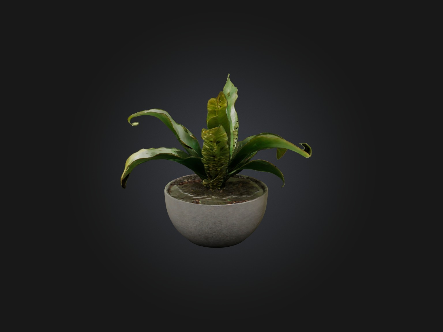 Rattlesnake Plant Model Low-poly 3D model_3