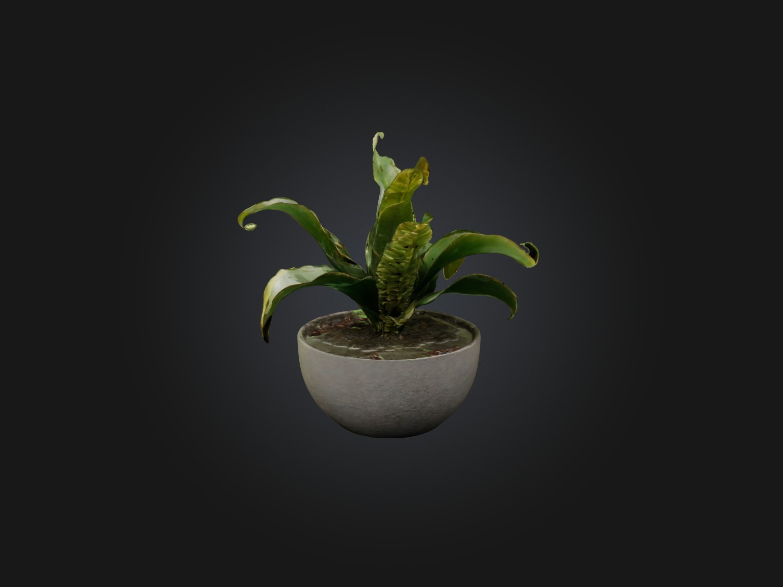 Rattlesnake Plant Model Low-poly 3D model_4