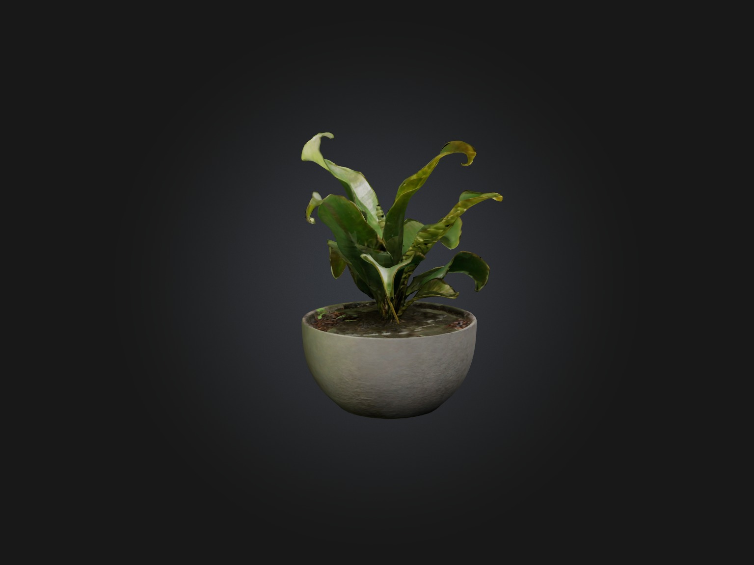 Rattlesnake Plant Model Low-poly 3D model_6