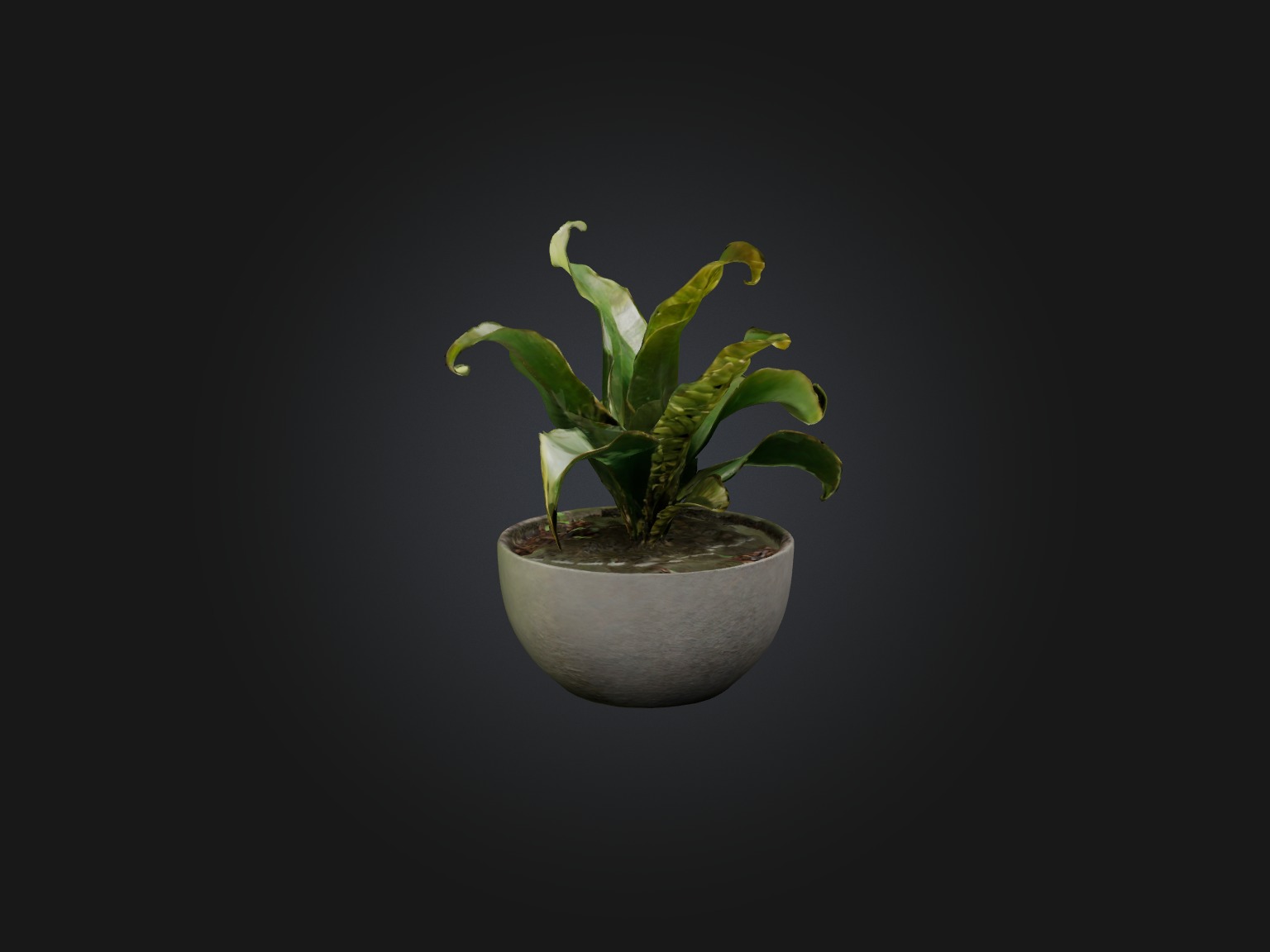 Rattlesnake Plant Model Low-poly 3D model_5