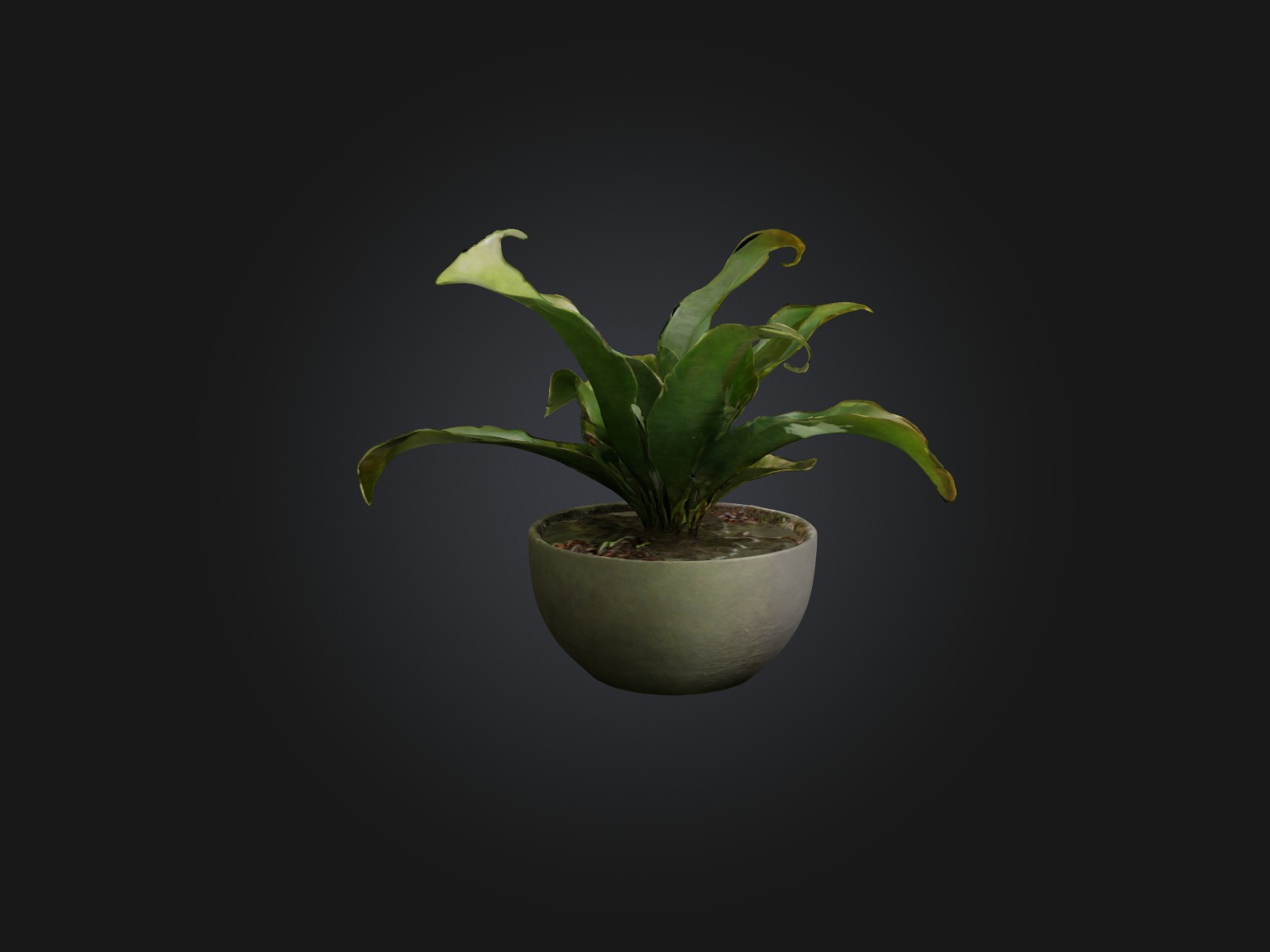 Rattlesnake Plant Model Low-poly 3D model_9