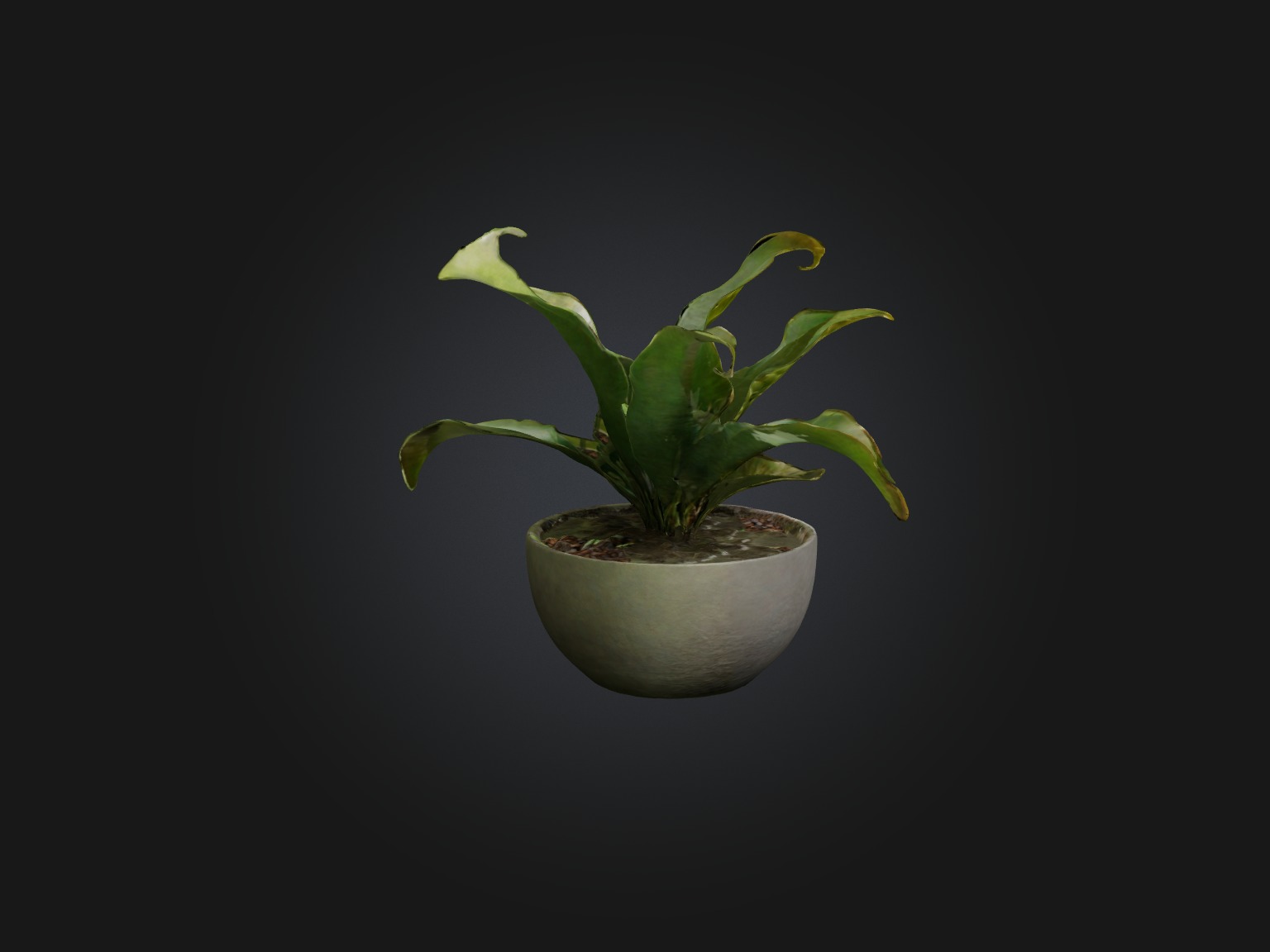 Rattlesnake Plant Model Low-poly 3D model_8
