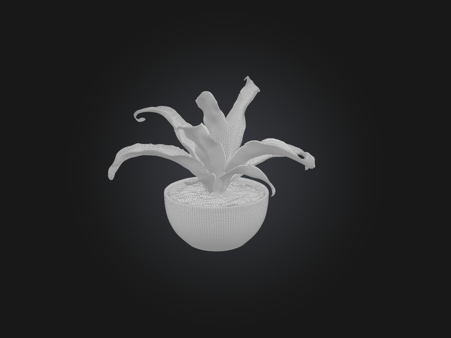 Rattlesnake Plant Model Low-poly 3D model_2
