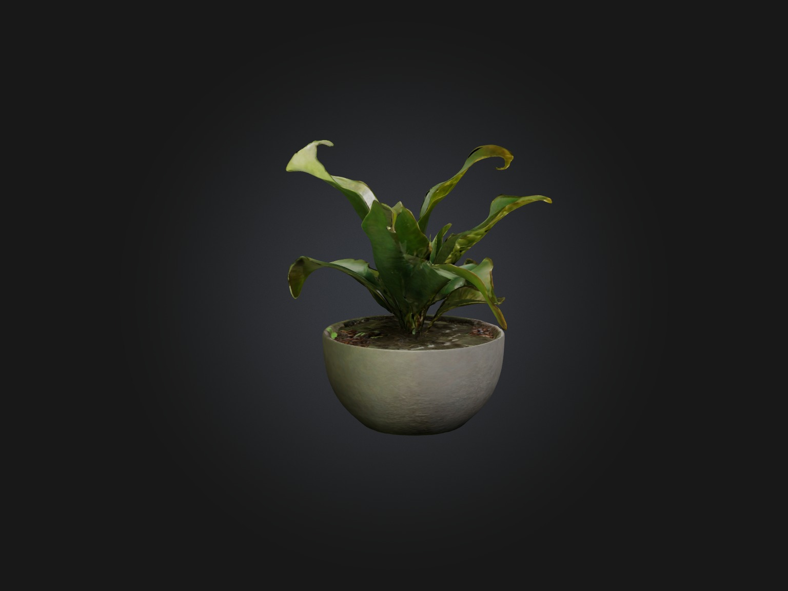 Rattlesnake Plant Model Low-poly 3D model_7