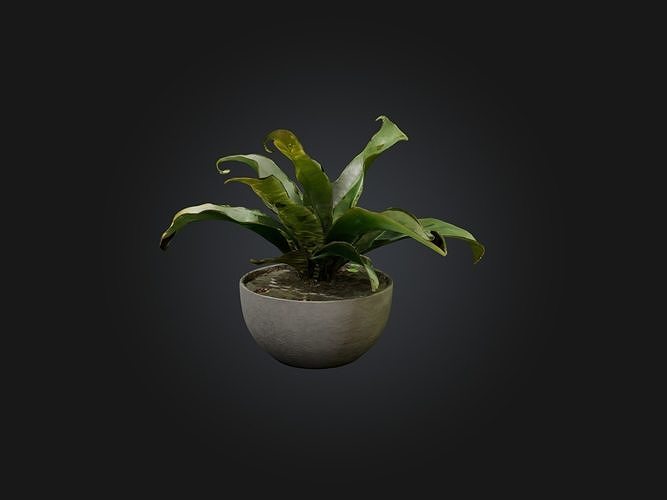 Rattlesnake Plant Model Low-poly 3D model