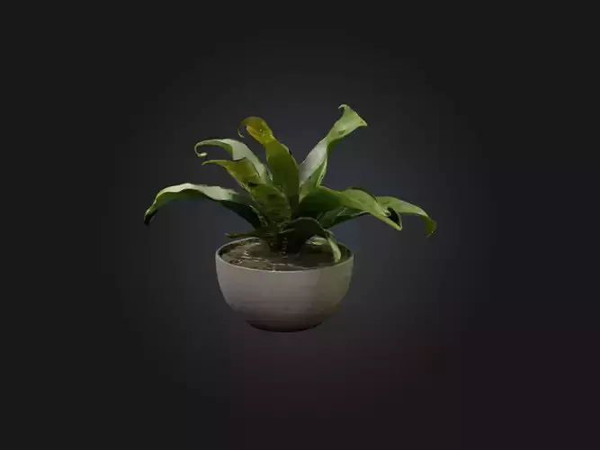 Rattlesnake Plant Model