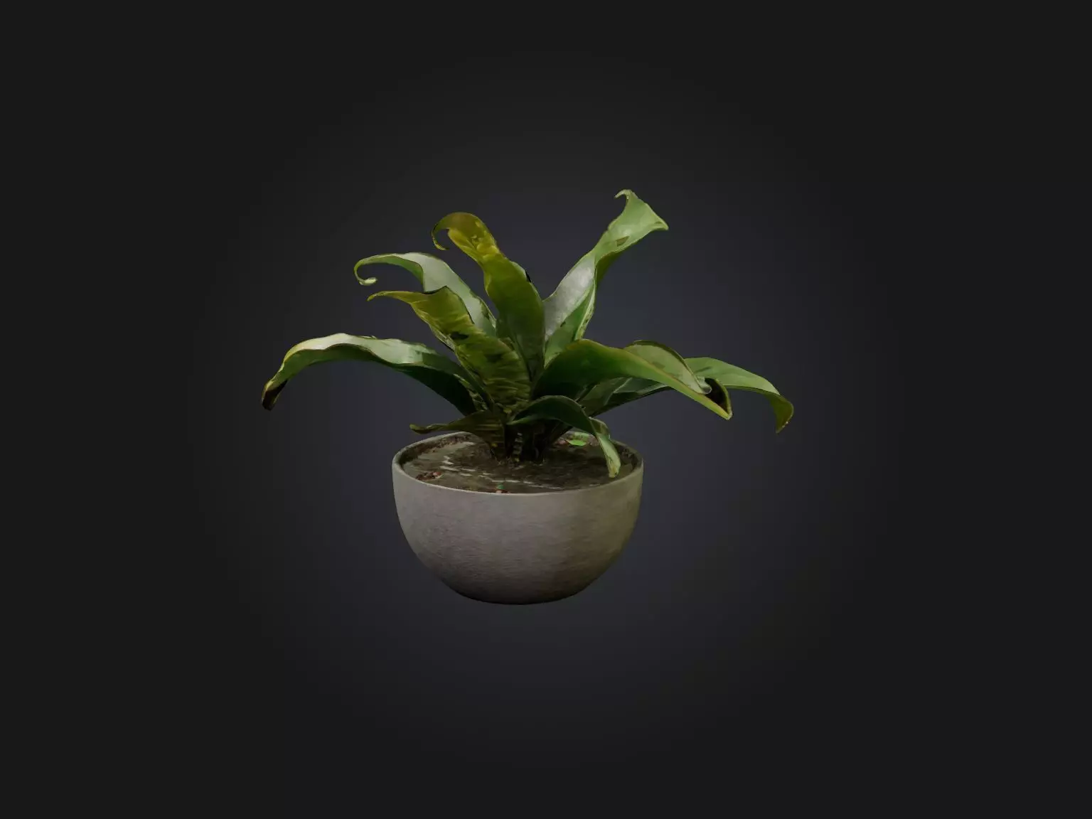 Rattlesnake Plant Model Low-poly 3D model_0