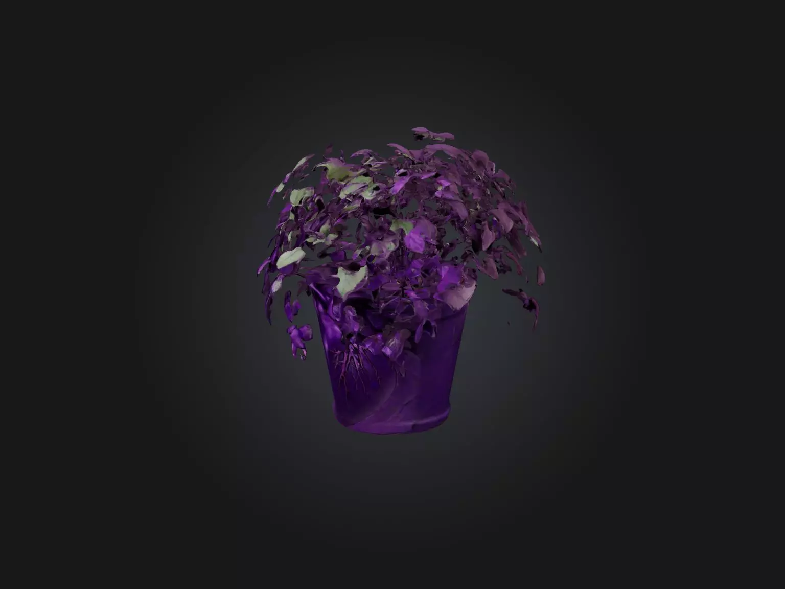 Purple Heart Plant Model Low-poly 3D model_0