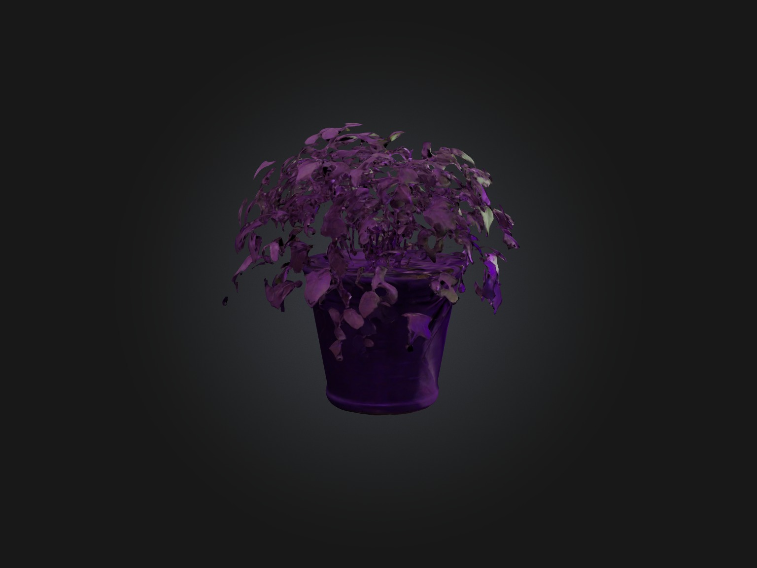 Purple Heart Plant Model Low-poly 3D model_9