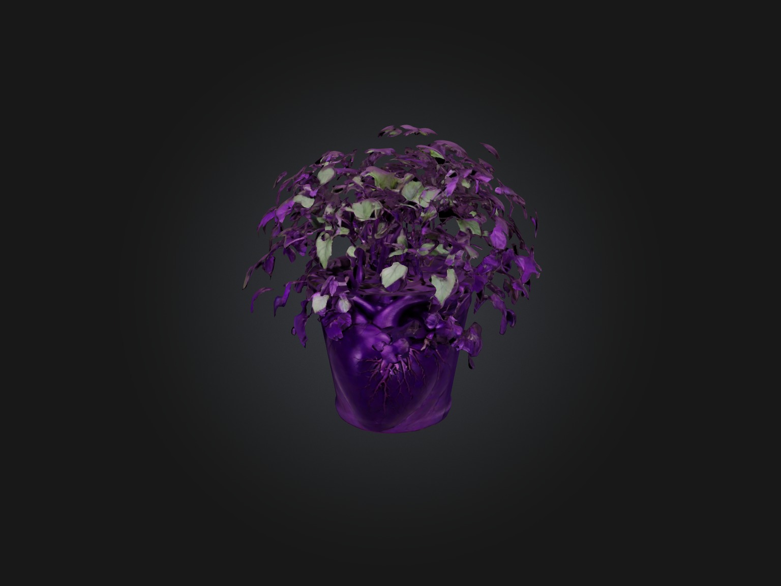 Purple Heart Plant Model Low-poly 3D model_3