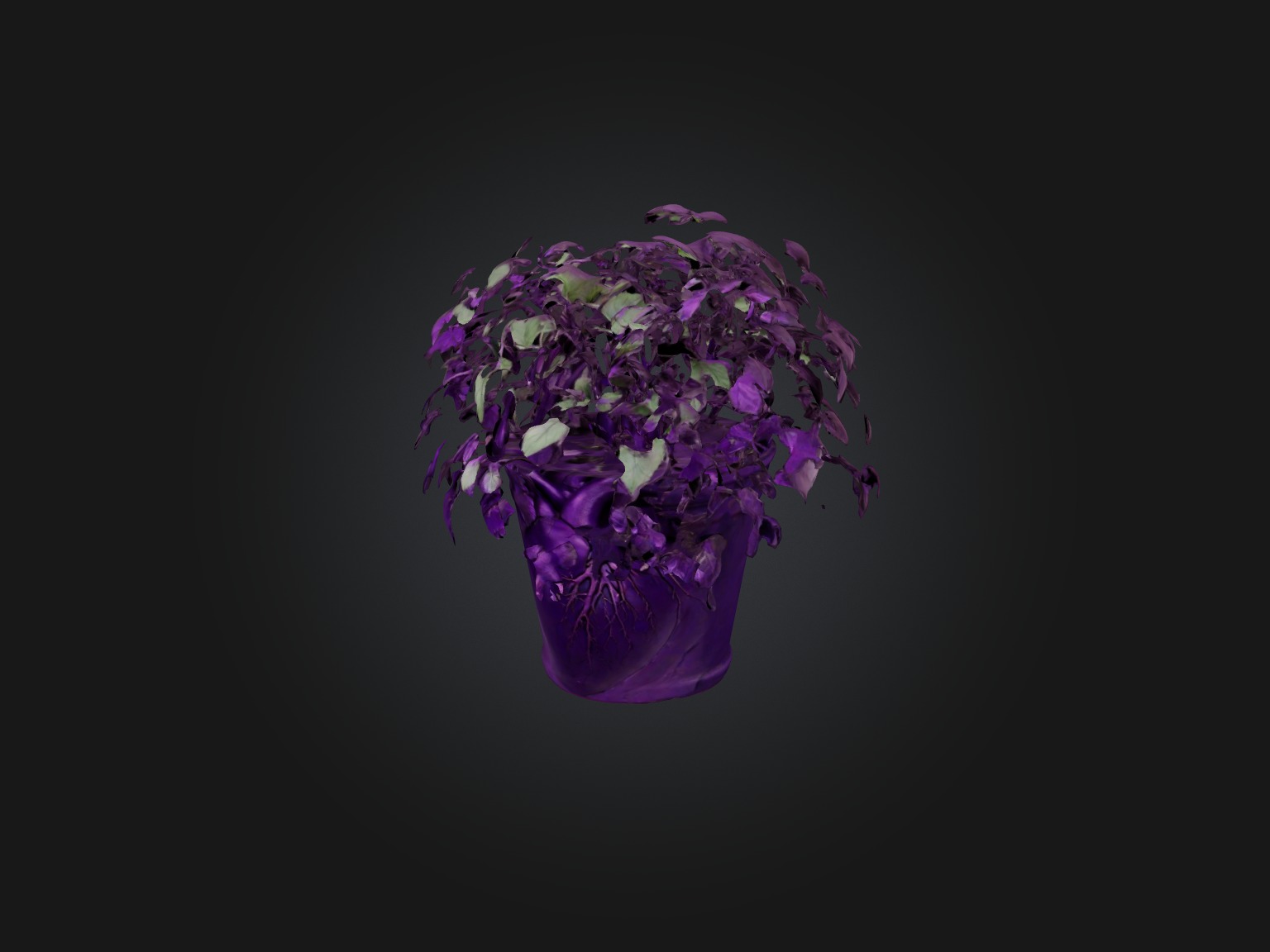 Purple Heart Plant Model Low-poly 3D model_1