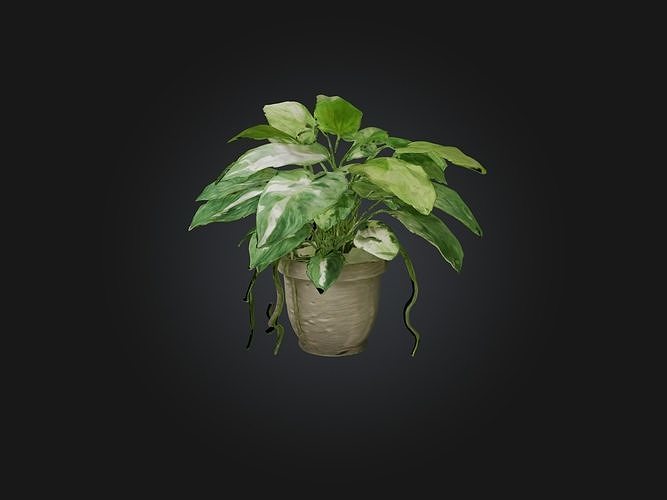 Pothos Model Low-poly 3D model