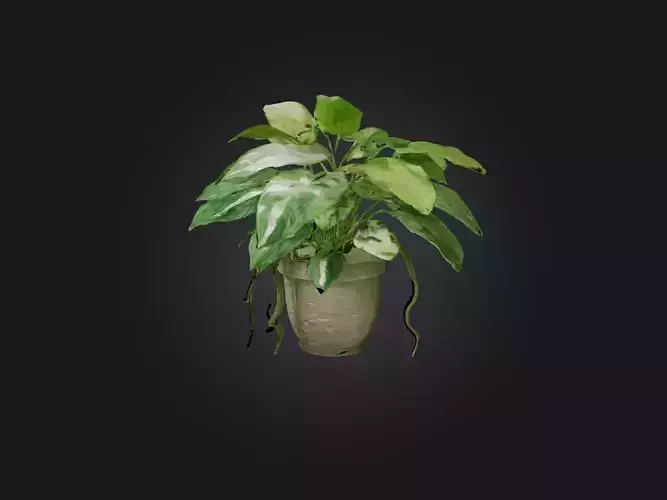 Pothos Model