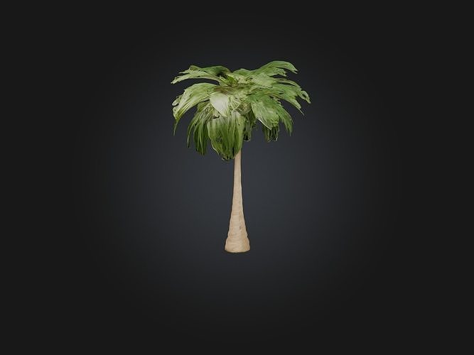 Ponytail Palm Model Low-poly 3D model
